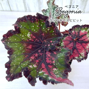 y\̔z bNXxSjA EBL[Yrrbg 3.5|bg xSjA  CeAO[ ChAO[ zil 3{ȍ~