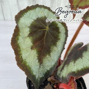 y܂Ȃ\؁zy\̔z bNXxSjA NC[Iunm[o[ 3.5|bg xSjA  CeAO[ ChAO[ zil 11{ȍ~