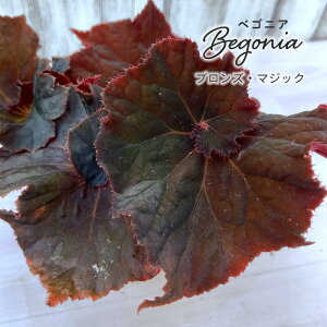 y܂Ȃ\؁zy\̔z bNXxSjA uYE}WbN 3.5|bg xSjA  CeAO[ ChAO[ zil 11{ȍ~