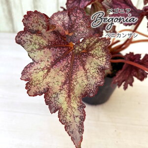 y܂Ȃ\؁zy\̔z bNXxSjA xjJUV 3.5|bg xSjA  CeAO[ ChAO[ zil 11{ȍ~