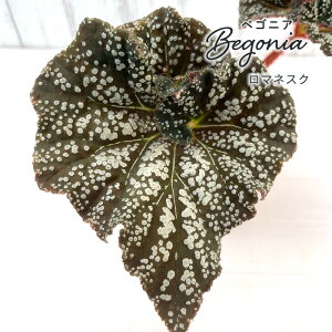 y܂Ȃ\؁zy\̔z bNXxSjA }lXN 3.5|bg xSjA  CeAO[ ChAO[ zil 11{ȍ~