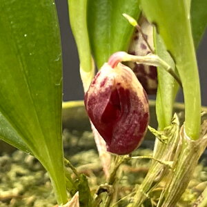 m ItBfBI vETvVX 6cm|bg   i  m CeA hrd