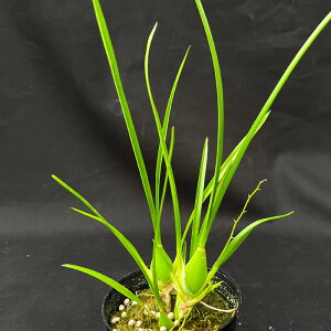 �m���� �S���T ���f�B�J���X �f�A���o�f 7.5cm�|�b�g ���� �� ���i�� �������� �m�� �C���e���A hrd