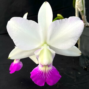 �y�\��̔��z�m�����y�J�Ԍ������z�J�g���A �����P���A�i �Z�~�A���o �f�v�A�i�j�f 4���� �I���W�i�������� �m�� �C���e���A kyg 3�����{�ȍ~����