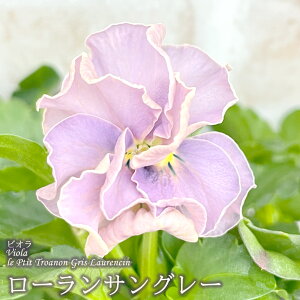 y܂Ȃ\؁zy\̔z TgE|IWi rI v`gA [TO[ 10.5cm|bg 3Zbg ԕc K[fjO stp 11{ȍ~