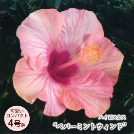 【予約販売】 ハイビスカス サマーブリーズ ペパーミントウィンド 4号 鉢植えトロピカル 南国 色鮮やか 熱帯植物 育てやすい 初心者向け osg4 5月下旬以降発送