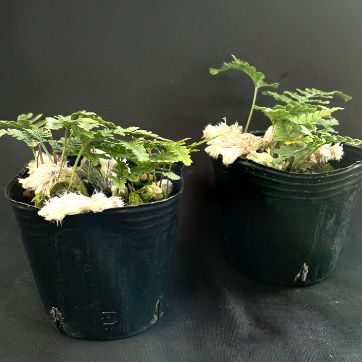 楽天市場】石化トキワシノブ 猫の手 9cmポット 綴化 子猫 古典植物 