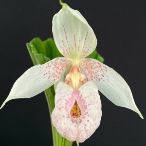 �y�\��̔��z ��p�N�}�K�C�\�E 3.5���� 1�芔 �ԉ�t�� �����͔| �󏭎� �������� �쐶�� �R�쑐 ���� �A�c�����\�E �^�C�����N�}�K�C�\�E