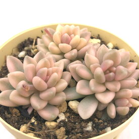 多肉植物 エケベリア プロリフィカ錦 6cmポット 観葉植物 インテリア ejr