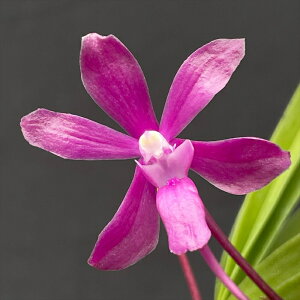 myJԌz o_ hyb tE ԉ 7.5cmfĂ m m CeA asa