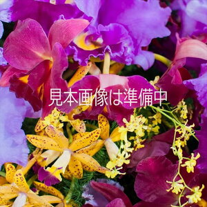 洋ラン【開花見込株】オーキッド ”グローリ” 6号鉢 洋ラン カトレア 洋蘭 インテリア hni