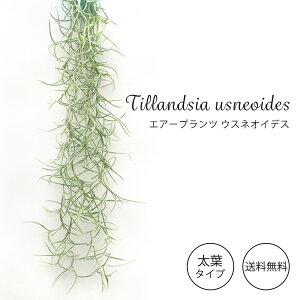 ϗtA GA[vc t EXlICfX eBbN[t 30cm`35cm  CeA kbu