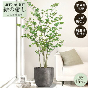 y[J[z tFCNO[ hE_ |bgt 155cm ^   lHϗtA  Os acs