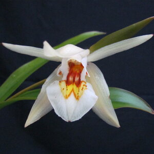 �y�\��̔��z �m�����y�J�Ԍ������z�Z���W�l sp ���[�����Z�A�i�^�C�v ���� 9cm�f�Ă��� �m�� �C���e���A yam 11����{�ȍ~����