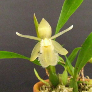 �y�\��̔��z �m�����y�J�Ԍ������z�Z���W�l �t�B���u���A�[�^�A���o ���� 9cm�f�Ă��� �m�� �C���e���A yam 11����{�ȍ~����