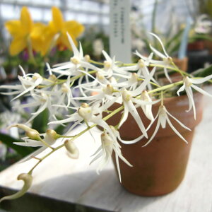 �y�\��̔��z �m�����y�J�Ԍ������z�f���h���r�E�� �f���h���r���[�� �����M�t�H���� ���� 7.5cm�f�Ă��� �m�� �C���e���A yam 11����{�ȍ~����