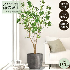 y[J[z tFCNO[ AZr |bgt 150cm ^   lHϗtA  Os acs