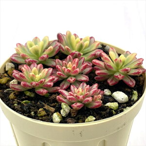 A AGIjE lՋ 6cm|bg ϗtA CeA ejr