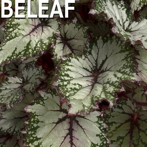 y\̔z bNXxSjA r[tRNV AWAch 10.5cm|bg xSjA  CeAO[ ChAO[ smb 3{ȍ~