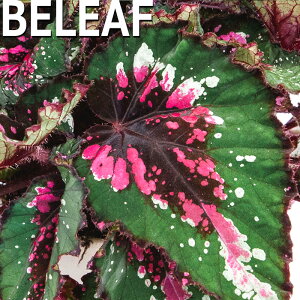 y\̔z bNXxSjA r[tRNV AXJX[N 10.5cm|bg xSjA  CeAO[ ChAO[ smb 3{ȍ~