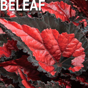 y\̔z bNXxSjA r[tRNV CJiCg 10.5cm|bg xSjA  CeAO[ ChAO[ smb 3{ȍ~