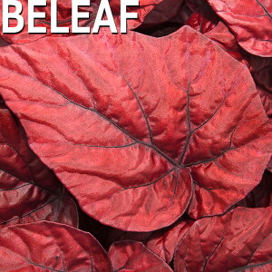 y\̔z bNXxSjA r[tRNV CJt[ 10.5cm|bg xSjA  CeAO[ ChAO[ smb 3{ȍ~