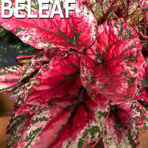 y\̔z bNXxSjA r[tRNV }ECTZbg 10.5cm|bg xSjA  CeAO[ ChAO[ smb 3{ȍ~