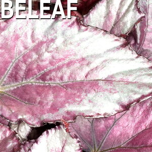 y\̔z bNXxSjA r[tRNV }IwCY 10.5cm|bg xSjA  CeAO[ ChAO[ smb 3{ȍ~