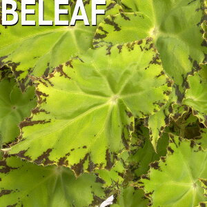 y\̔z bNXxSjA r[tRNV }u 10.5cm|bg xSjA  CeAO[ ChAO[ smb 3{ȍ~