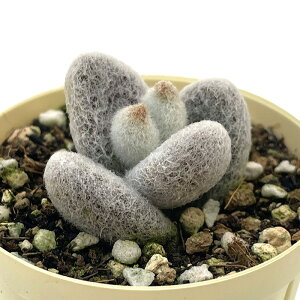 A JRG e Ⴞ 6cm|bg ϗtA CeA ejr