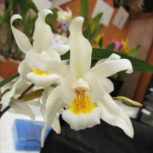 �y�\��̔��z �m�����y�J�Ԍ������z�Z���W�l �C���^�[���f�B�A �f�}�O�j�t�B�J���I�����W�f 9cm�f�Ă��� �m�� �C���e���A yam 11����{�ȍ~����