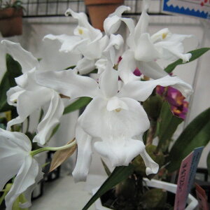 �y�\��̔��z �m�����y�J�Ԍ������z�Z���W�l �N���X�^�[�^ �f�s���A�z���C�g�f ���� 9cm�f�Ă��� �m�� �C���e���A yam 11����{�ȍ~����