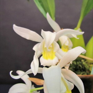 �y�\��̔��z �m�����y�J�Ԍ������z�Z���W�l ���b�V�A�i �f�|�[�g�����h�f ���� 9cm�f�Ă��� �m�� �C���e���A yam 11����{�ȍ~����