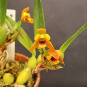 �y�\��̔��z �m�����y�J�Ԍ������z�}�L�V�����A �o���A�r���X ���� 7.5cm�f�Ă��� �m�� �C���e���A yam 11����{�ȍ~����