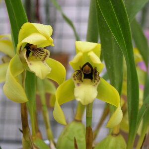 �y�\��̔��z �m�����y�J�Ԍ������z�}�L�V�����A �|���t�B���X�e�� ���� 7.5cm�f�Ă��� �m�� �C���e���A yam 11����{�ȍ~����