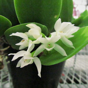 �y�\��̔��z �m�����y�J�Ԍ������z���C���V�����[�� �E�F���h�����f�B�[ �A���o�� ���� �j�b�L�̍��� 7.5cm�f�Ă��� �m�� �C���e���A yam 11����{�ȍ~����