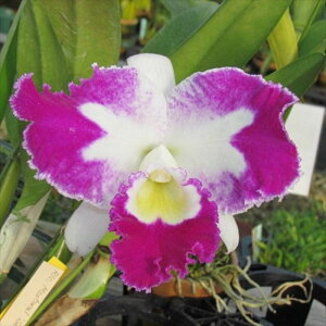 �y�\��̔��z �m�����y�J�Ԍ������z�����R�����I�J�g���A ���X�g�����T�g�[ 9cm�f�Ă��� �m�� �C���e���A yam 11����{�ȍ~����