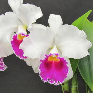 �y�\��̔��z �m�����y�J�Ԍ������z�J�g���A �X�e�t�@���I���o�[�t�H�[���C�J�[ �e�����A���E�C���\���f 10.5cm�f�Ă��� �m�� �C���e���A yam 11����{�ȍ~����