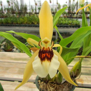 �y�\��̔��z �m�����y�J�Ԍ������z�Z���W�l �G�o�[�n�[�f�B�[ ���� 9cm�f�Ă��� �m�� �C���e���A yam 11����{�ȍ~����