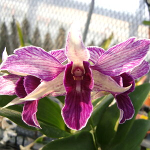 �y�\��̔��z �m�����y�J�Ԍ������z�f���h���r�E�� �t�@�C���[�E�C���O�X 9cm�f�Ă��� �m�� �C���e���A yam 11����{�ȍ~����