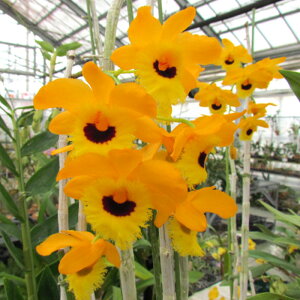 �y�\��̔��z �m�����y�J�Ԍ������z�f���h���r�E�� �t�B���u���A�^�� �e�����l�[�h�f 7.5cm�f�Ă��� �m�� �C���e���A yam 11����{�ȍ~����