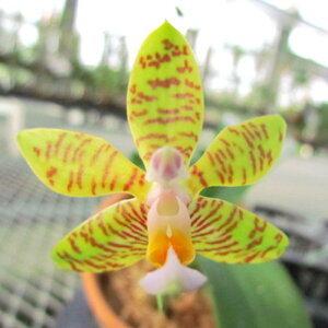 �y�\��̔��z �m�����y�J�Ԍ������z�t�@���m�v�V�X �t�@�b�V�A�^ �e�J���g���[�G�[�J�[�Y�f ���� 9cm�f�Ă��� �m�� �C���e���A yam 11����{�ȍ~����