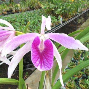 �y�\��̔��z �m�����y�J�Ԍ������z�u���\�J�g���A ���[�j���O�O���[���[ 9cm�f�Ă��� �m�� �C���e���A yam 11����{�ȍ~����