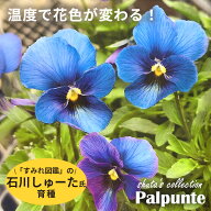 【予約販売】石川しゅーた氏育種 ビオラ パルプンテ 10.5cmポット すみれ図鑑 花苗 ガーデニング パンジ…