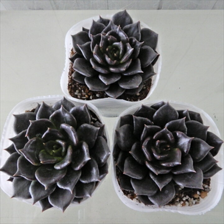 楽天市場】多肉植物 エケベリア ブラックプリンス 9cmポット 観葉植物 