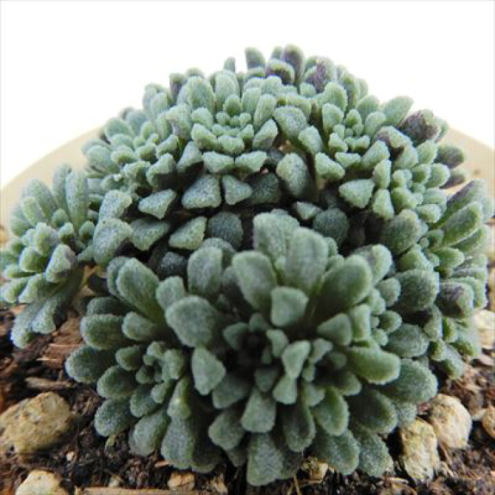 楽天市場】多肉植物 モナンテス アミドロス 6cmポット 観葉植物 