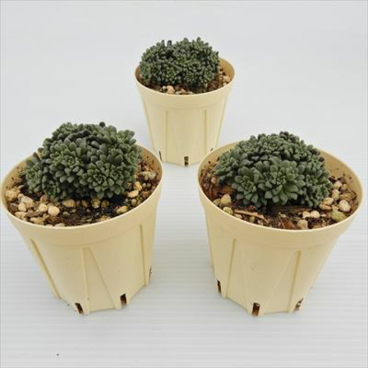 楽天市場】多肉植物 モナンテス アミドロス 6cmポット 観葉植物 