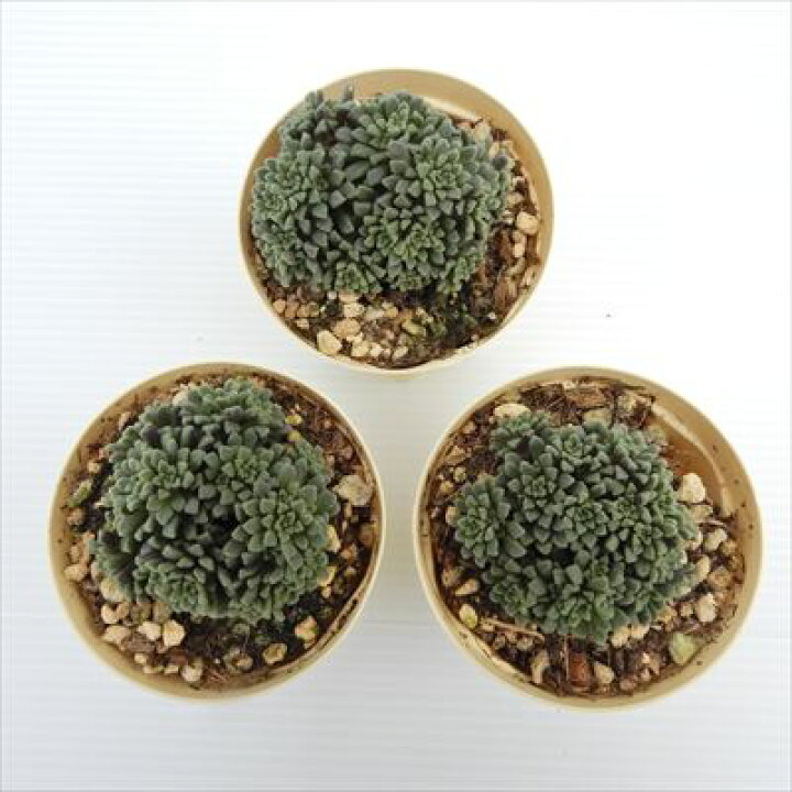 楽天市場】多肉植物 モナンテス アミドロス 6cmポット 観葉植物 