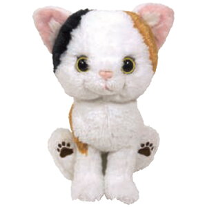 Lg ʂ ~P 037575 Kitten T