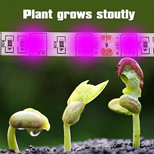 A琬Cg ALED 5F1 LED 5[g XgbvCg 60pcs A琬p 12V h AledCg ͔|Cg ƒ؉ k͔| A琬LED ͔| AɑΉ 